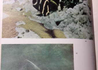 6-kniha-balon-seneš-expedícia-cayo-largo