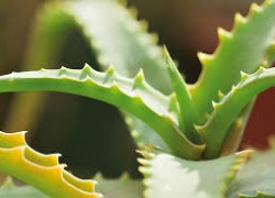 Aloe vera na predaj