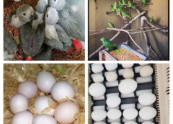 Plodna jajca papig in papige različnih vrst so na voljo WhatsApp: +306973610648