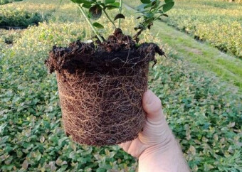 semiačka čučoriedok borowki (3)