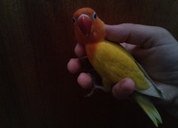 Agapornis fisher